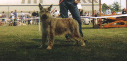 Shaitane Du domaine de brédenarde