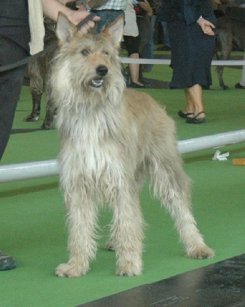 CH. Duc Du domaine de brédenarde